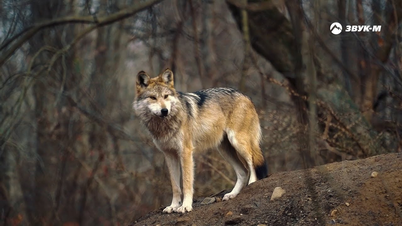 Артур Кунижев — Одинокий волк | Премьера клипа 2022